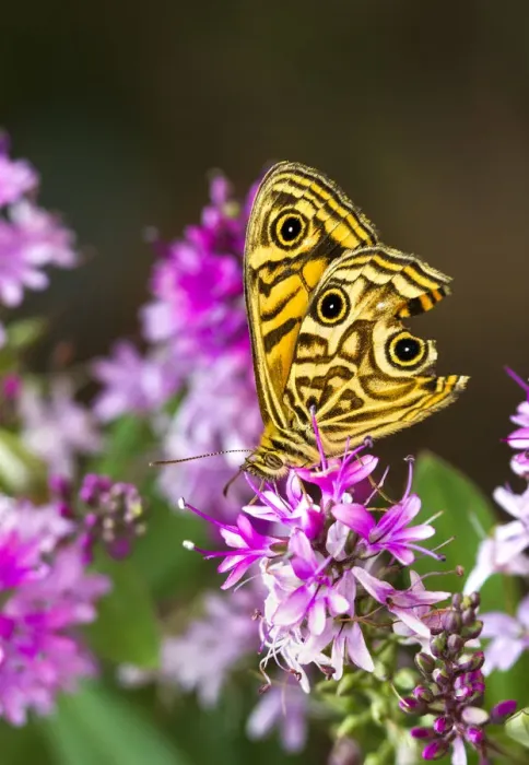 Framed Print : Common Silver Xenica Butterfly on a Hebe Framed Print : Common Silver Xenica Butterfly on a Hebe
