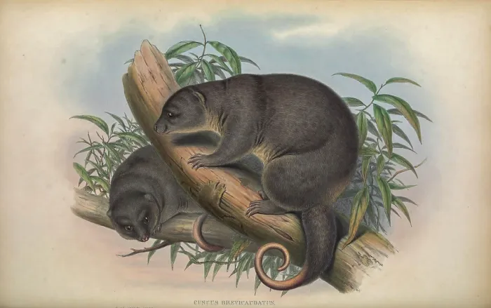 Framed Print : The common spotted cuscus () Framed Print : The common spotted cuscus ()