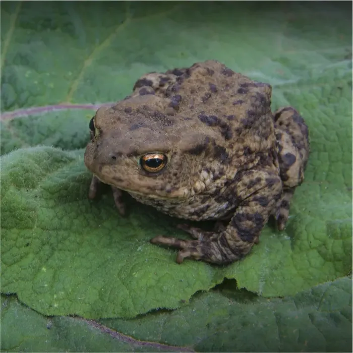 Framed Print : Common toad, Dorset, England, United Kingdom