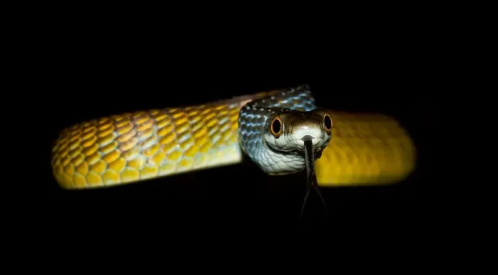 Framed Print : Common Tree Snake (Dendrelaphis punctulata)