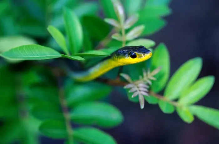 Framed Print : Common tree snake (Dendrelaphis punctulata) Australia Framed Print : Common tree snake (Dendrelaphis punctulata) Australia