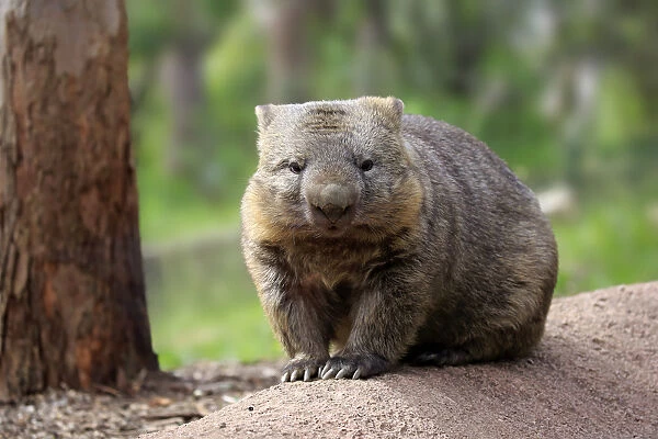 Common wombat, (Vombatus ursinus)