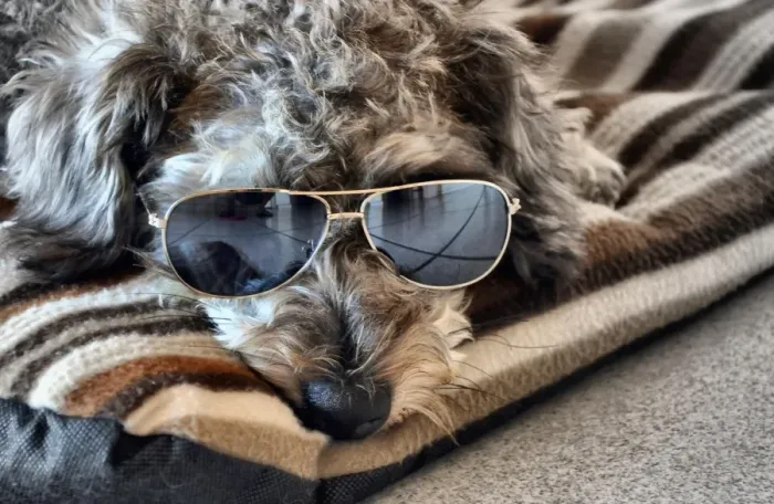 Framed Print : Cool Dude Dog Framed Print : Cool Dude Dog