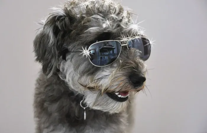 Framed Print : Cool Dude Dog Framed Print : Cool Dude Dog