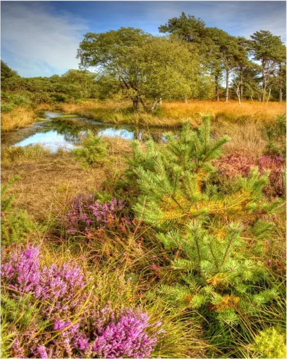 Framed Print : Coombe Heath, Isle of Purbeck, Dorset, England