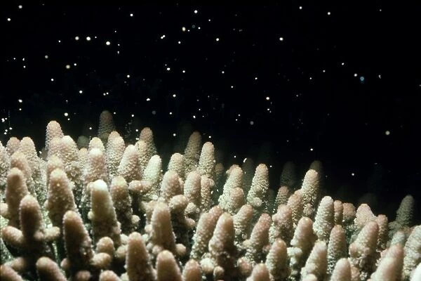 coral: acropora sp. spawning gt. barrier reef, australia