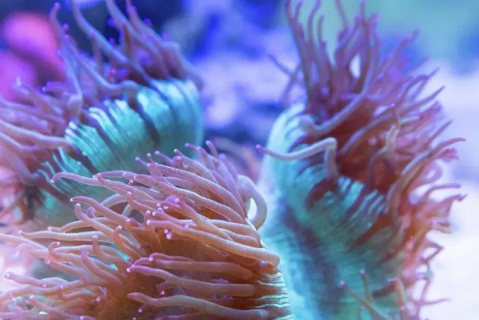 Framed Print : Coral in an aquarium. Australia Framed Print : Coral in an aquarium. Australia