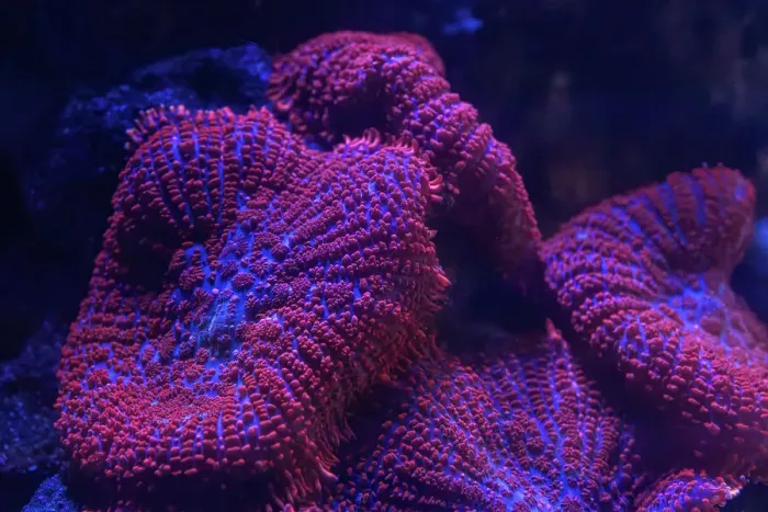 Framed Print : Coral in an aquarium. Australia Framed Print : Coral in an aquarium. Australia