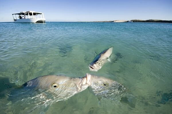 Coral Bay. Fish fighting over food, snapper three boat in background clear