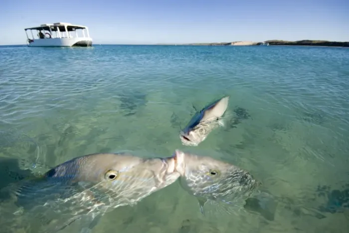 Framed Print : Coral Bay. Fish fighting over food, snapper three boat in background clear Framed Print : Coral Bay. Fish fighting over food, snapper three boat in background clear