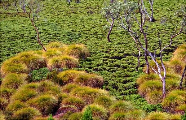 Coral ferns, Cradle mountain, central Tasmania