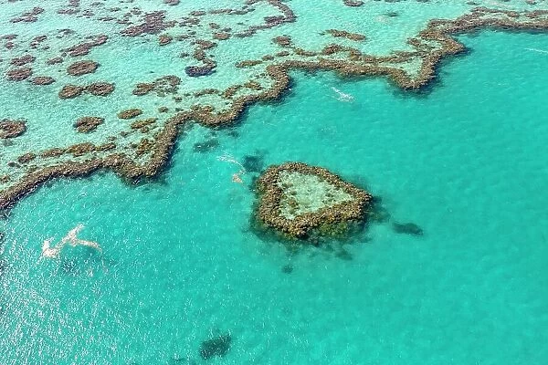 Coral Reef, Heart Reef, part of Hardy Reef, Outer Great Barrier Reef, Queensland