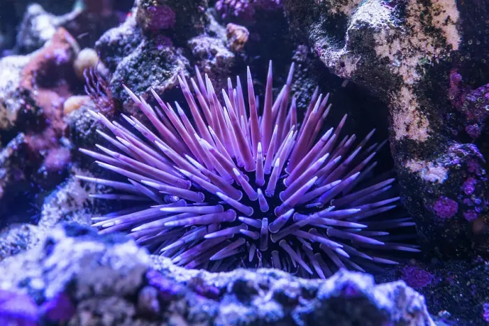 Framed Print : Coral and a spiky sea anemone. Australia Framed Print : Coral and a spiky sea anemone. Australia