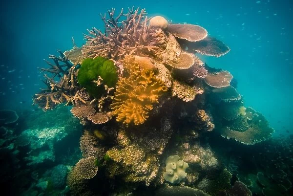 Coral stack at Great Barrier Reef, queensland