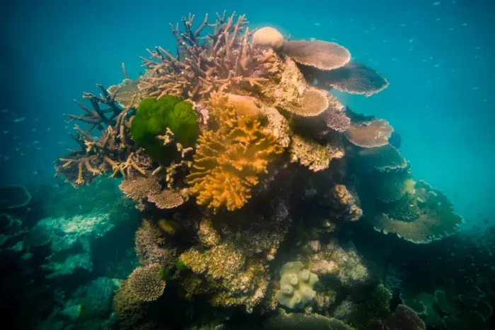 Framed Print : Coral stack at Great Barrier Reef, queensland Framed Print : Coral stack at Great Barrier Reef, queensland