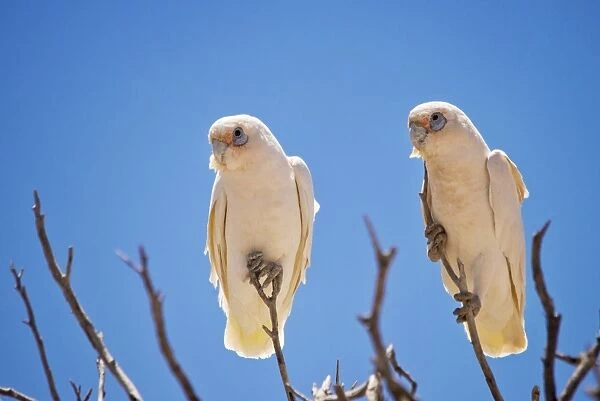 Corellas. 2 birds sitting in a tree in the outback