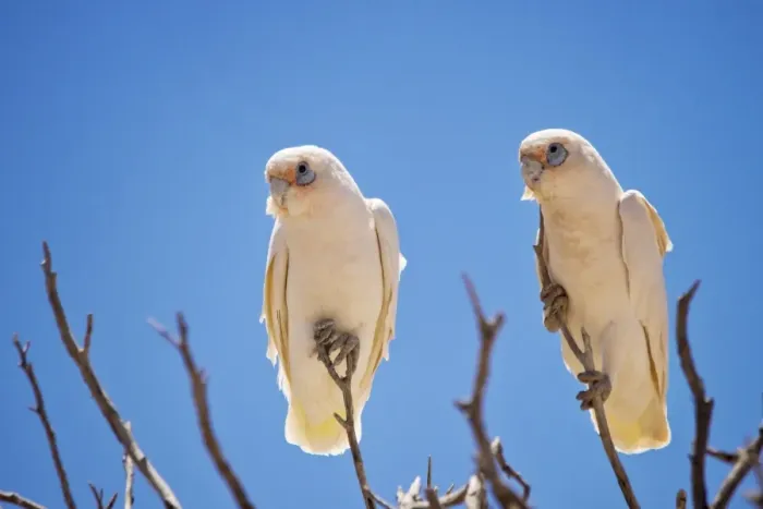 Framed Print : Corellas. 2 birds sitting in a tree in the outback
