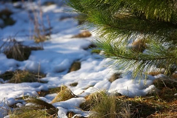 Corin forest soft snow