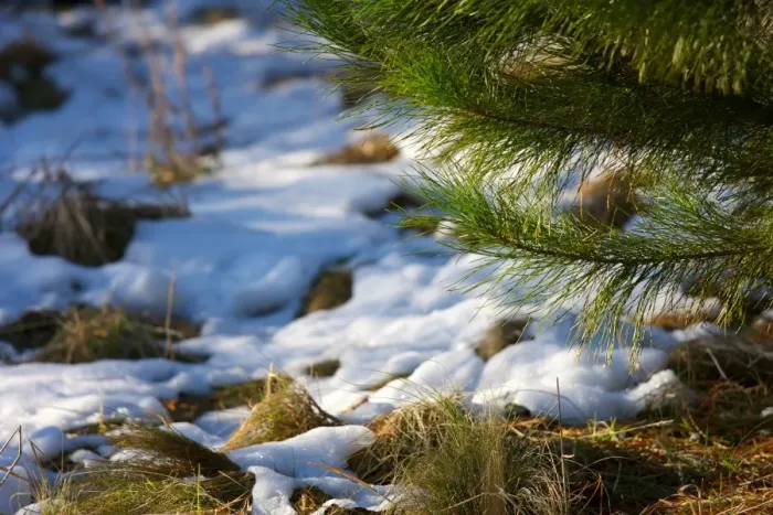 Framed Print : Corin forest soft snow