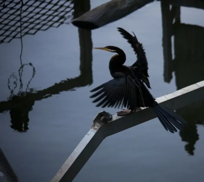 Framed Print : Cormorant Bird on Yarra River Australia