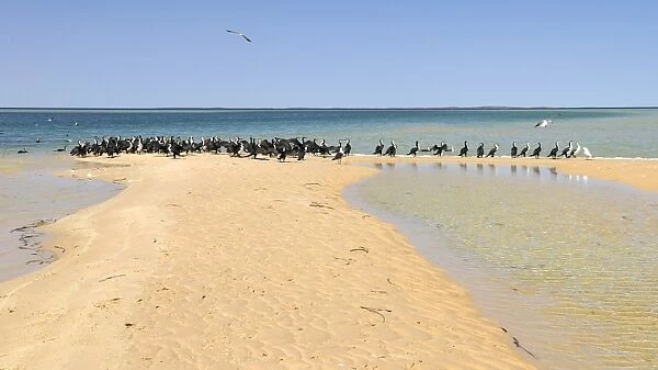 Cormorant colony (Phalacrocorax) on the beach, Monkey Mia, Shark Bay, Western Australia, Australia