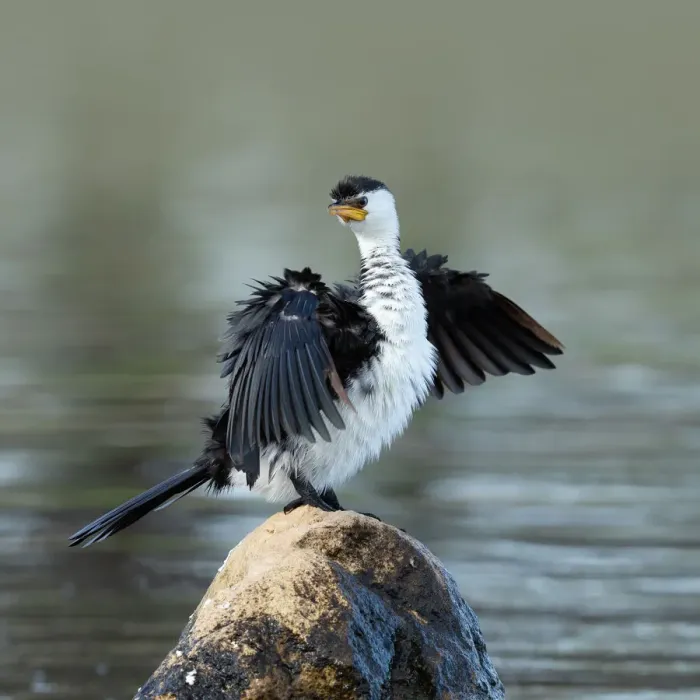 Framed Print : Cormorant drying itself