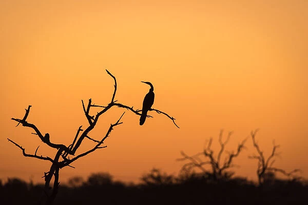 Cormorant in a tree silhouetted against orange sunset sky