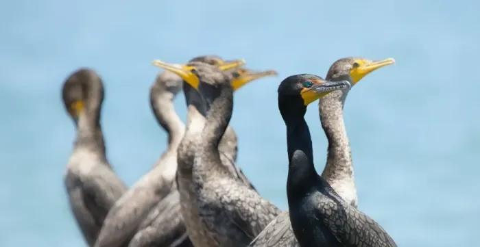 Framed Print : Cormorants Framed Print : Cormorants