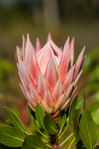 Coronet Protea with Natural Background