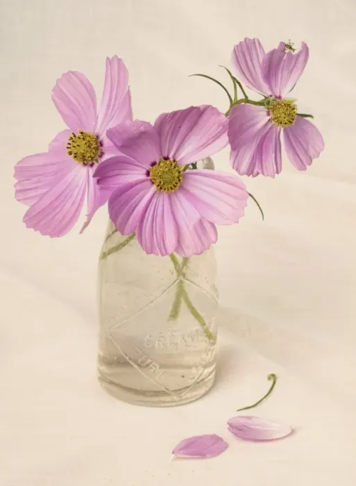 Framed Print : Cosmos in an old milk Framed Print : Cosmos in an old milk