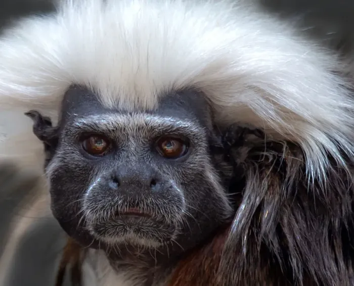 Framed Print : Cotton-top tamarin Framed Print : Cotton-top tamarin