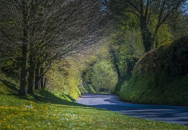 Country road at Cerne Abbas, Dorset, England, United Kingdom