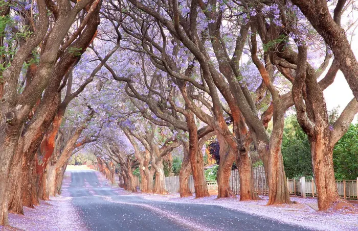 Framed Print : Country road and Jacaranda trees, Pretoria, South Africa Framed Print : Country road and Jacaranda trees, Pretoria, South Africa
