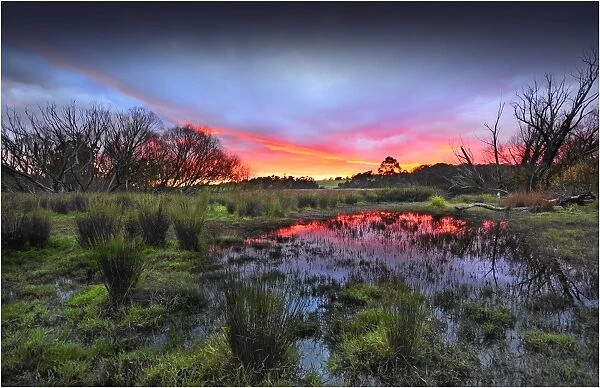 Countryside dawn near Greta West, Victoria