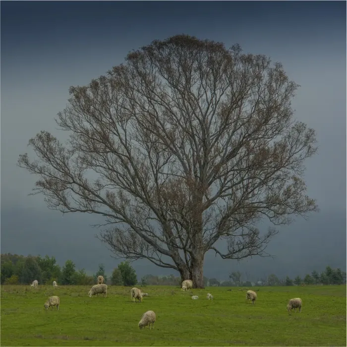 Framed Print : Countryside at Nillahcootie, central Victoria, Australia