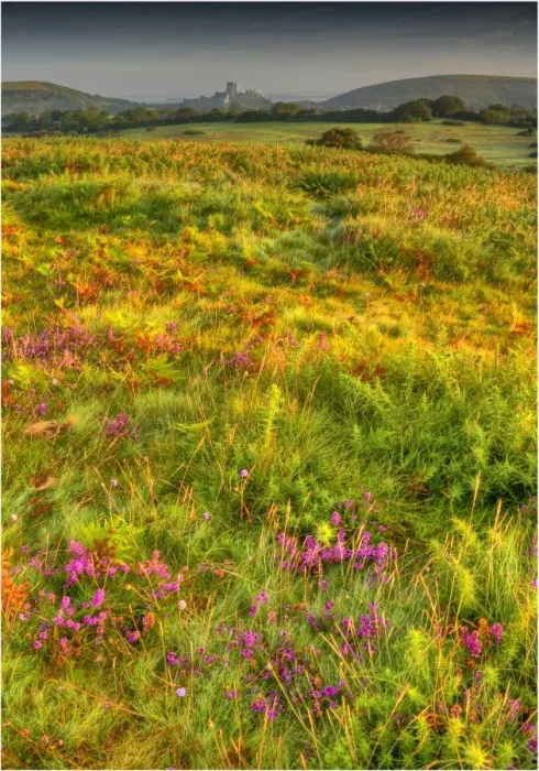 Framed Print : A countryside view near Corfe Castle, Isle of Purbeck, Dorset, England