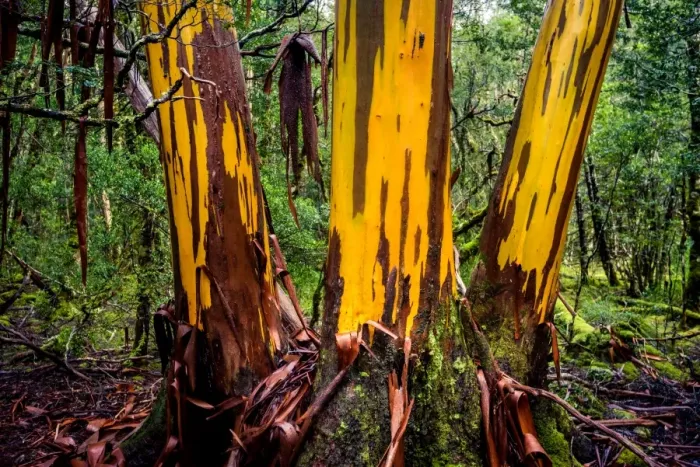 Framed Print : Cplorful Eucalyptus tree shedding bark at Overland track, Tasmania