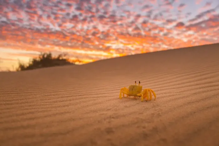 Framed Print : Crab walking on the desert sand, WA Framed Print : Crab walking on the desert sand, WA