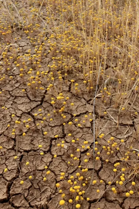 Framed Print : The cracking up of the earth has not deterred these yellow wildflowers