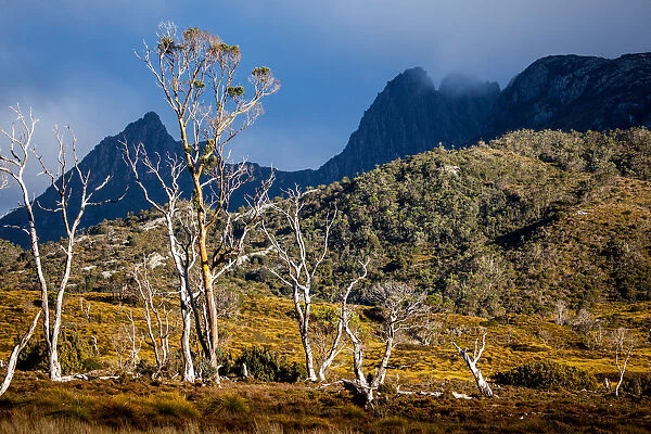Cradle Mountain. Tasmania. Australia