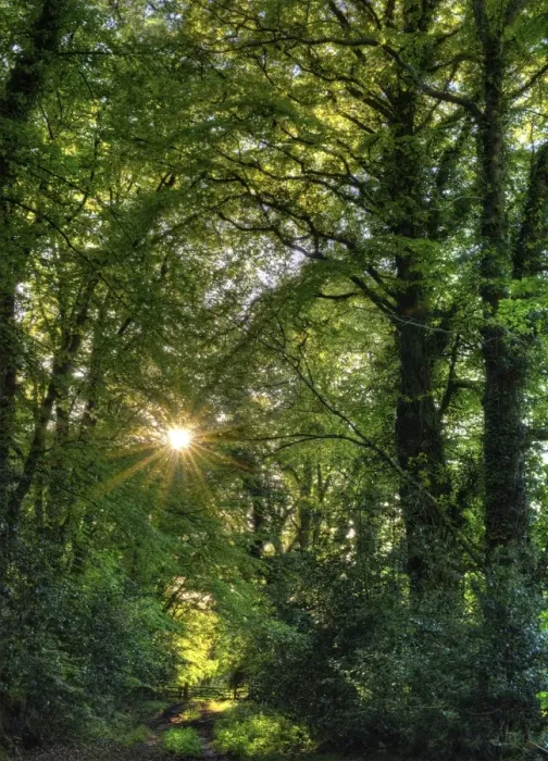 Framed Print : Creech Forest Sunburst Framed Print : Creech Forest Sunburst