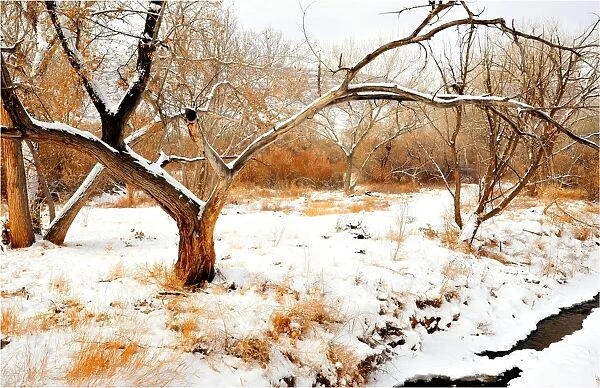 Mill creek in Moab, with a winter fall of snow, Utah, United States