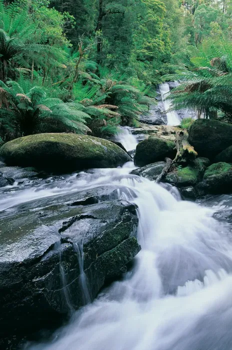 Framed Print : Creek below Tiplet Falls, Otway Ranges, Victoria, Australia Framed Print : Creek below Tiplet Falls, Otway Ranges, Victoria, Australia