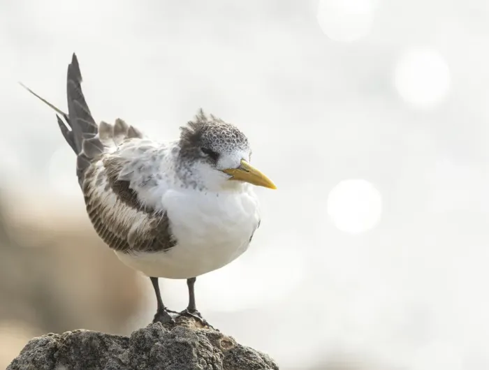 Framed Print : Crested Tern Framed Print : Crested Tern