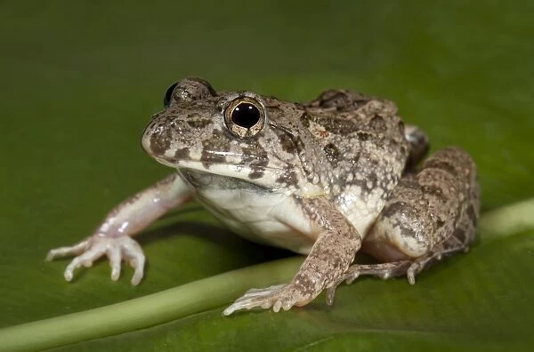 Cricket Frog (Fejervarya limnocharis)