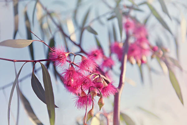 Crimson eucalyptus flowers bursting into bloom