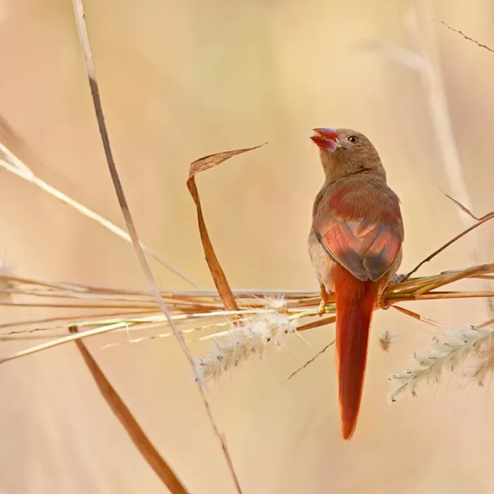 Framed Print : Crimson finch Framed Print : Crimson finch