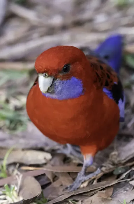 Framed Print : Crimson rosella on the ground, Booderee National Park, Jervis Bay, Australia Framed Print : Crimson rosella on the ground, Booderee National Park, Jervis Bay, Australia