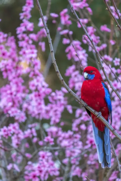Framed Print : Crimson Rosella in a peach tree Framed Print : Crimson Rosella in a peach tree