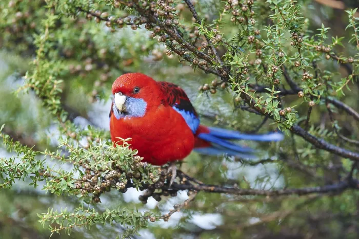 Framed Print : Crimson rosella (Platycercus elegans)